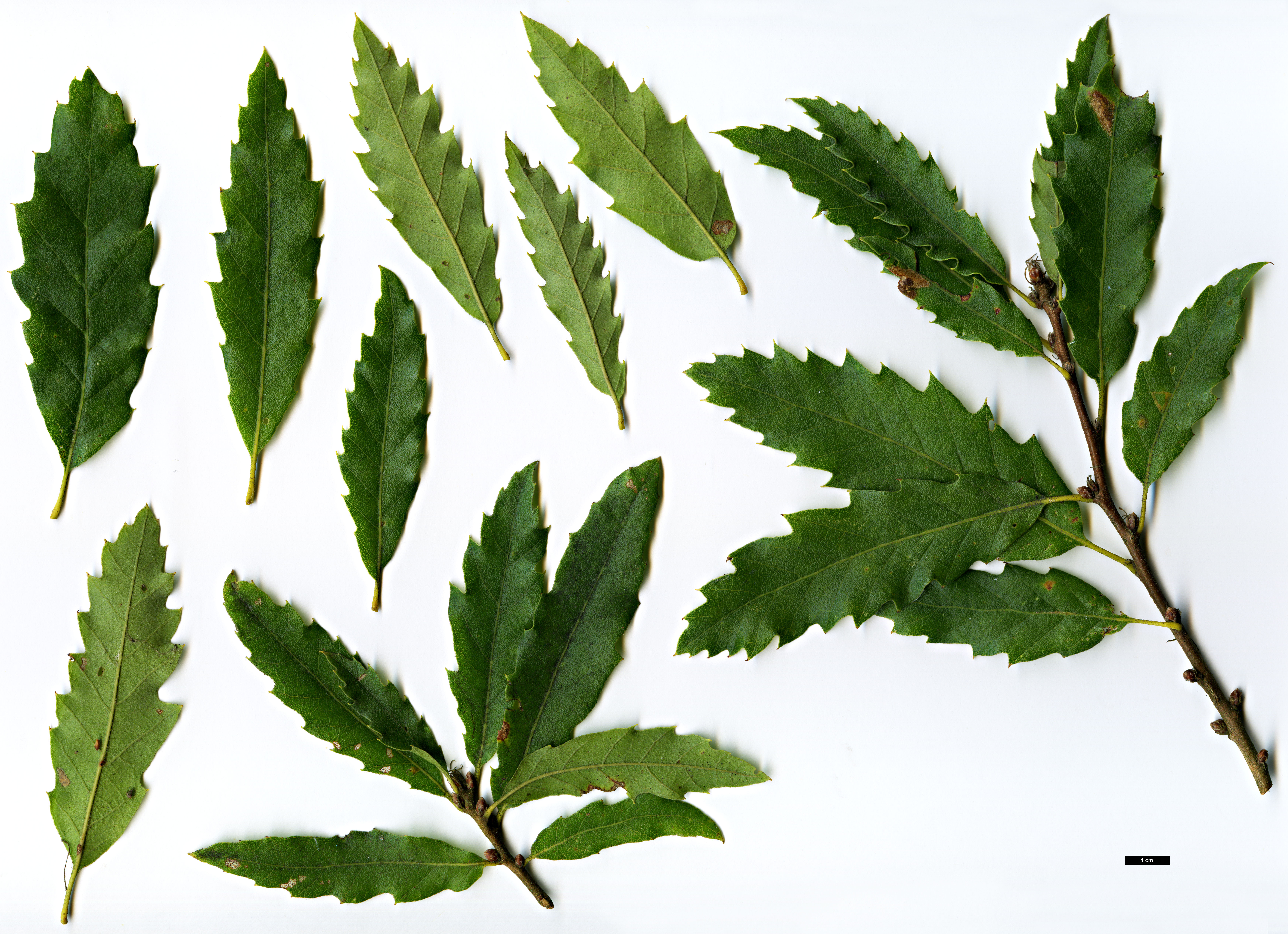 High resolution image: Family: Fagaceae - Genus: Quercus - Taxon: ×libanerris - SpeciesSub: 'Rotterdam' (Q.cerris × Q.libani)
